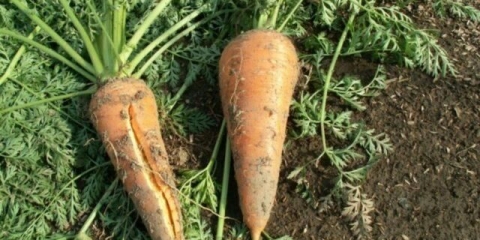 Šargarepa puca i puca u tlu u vrtu: razlozi šta učiniti